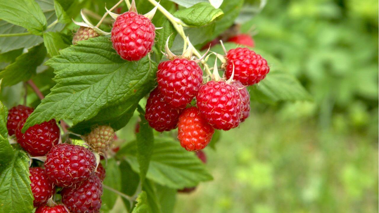 Auch Himbeeren können im Frühjahr noch gepflanzt werden