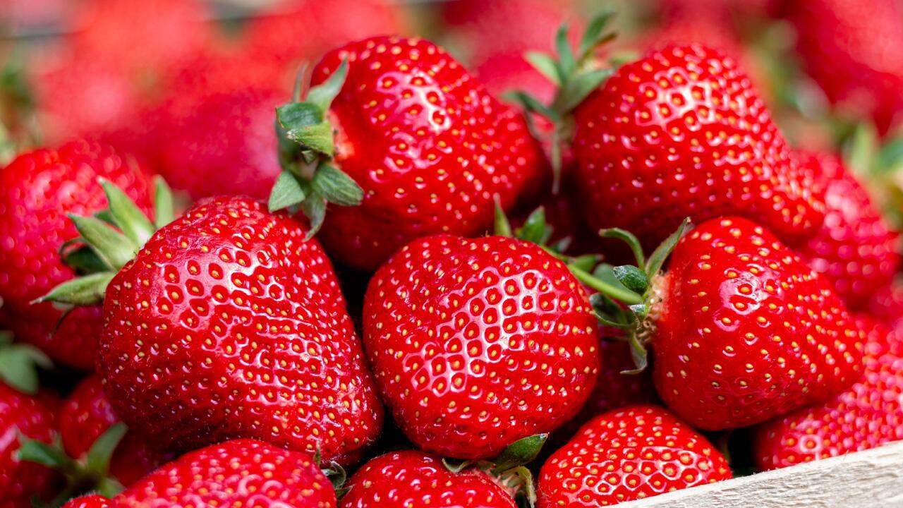 Erdbeeren richtig lagern: 5 Tipps, damit die süßen Früchte länger halten