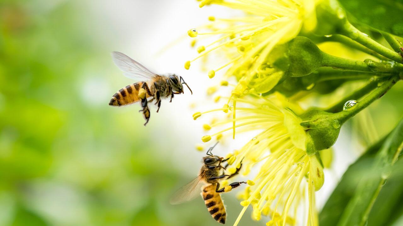 Hilfe für Bienen: 12 Tipps, mit denen Sie Bienen helfen können
