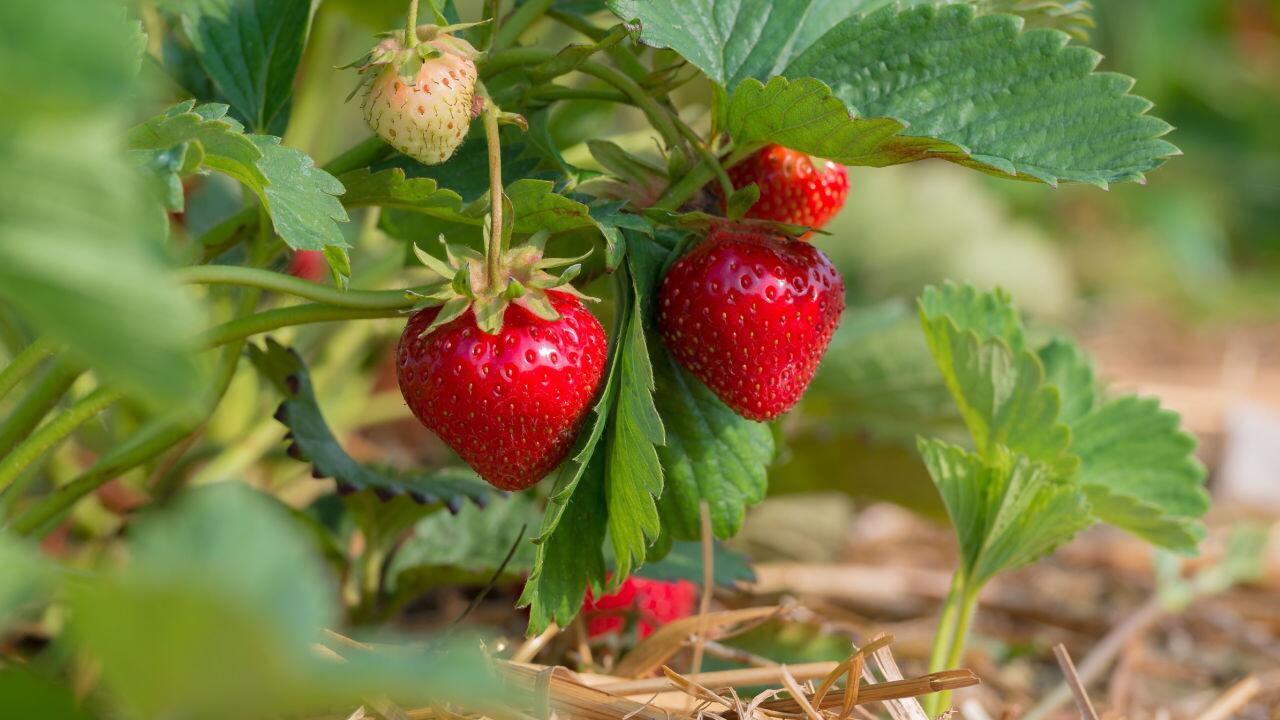 Erdbeeren pflanzen im Mai: So klappt es mit der Sommer-Ernte