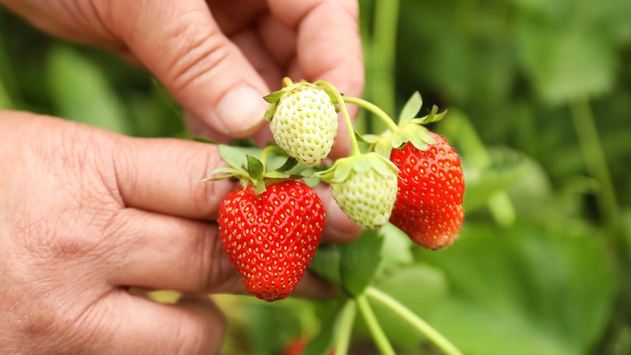 Erdbeeren im Test: Häufig mit Pestiziden belastet und schlecht fürs Klima