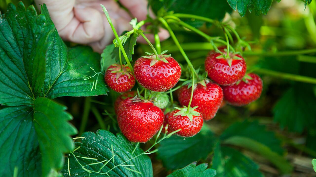 Erdbeeren-Test: Oft mit Pestiziden belastet und schlecht fürs Klima – gratis lesen