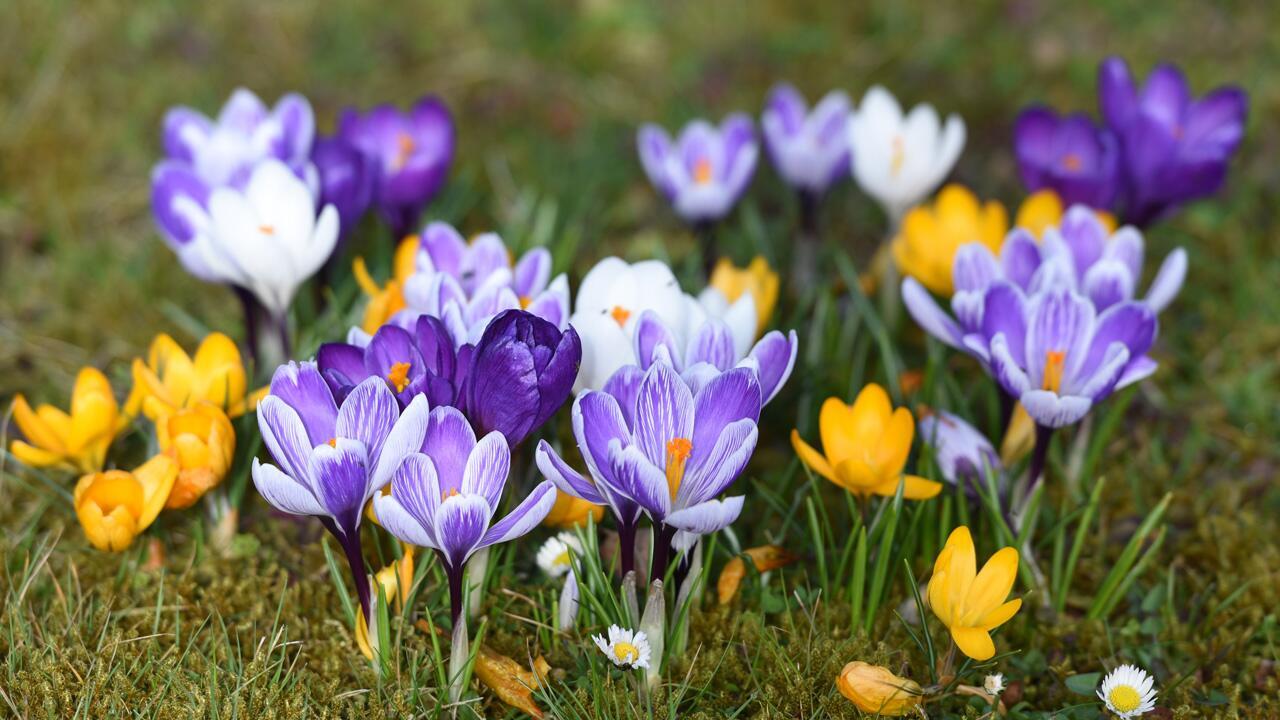 Die Gartensaison beginnt: Die wichtigsten To do's im März