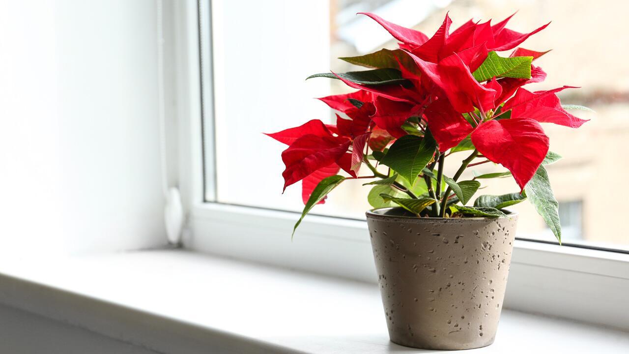 Nicht auf die Fensterbank: Diese 5 Pflanzen mögen keine Heizungsluft