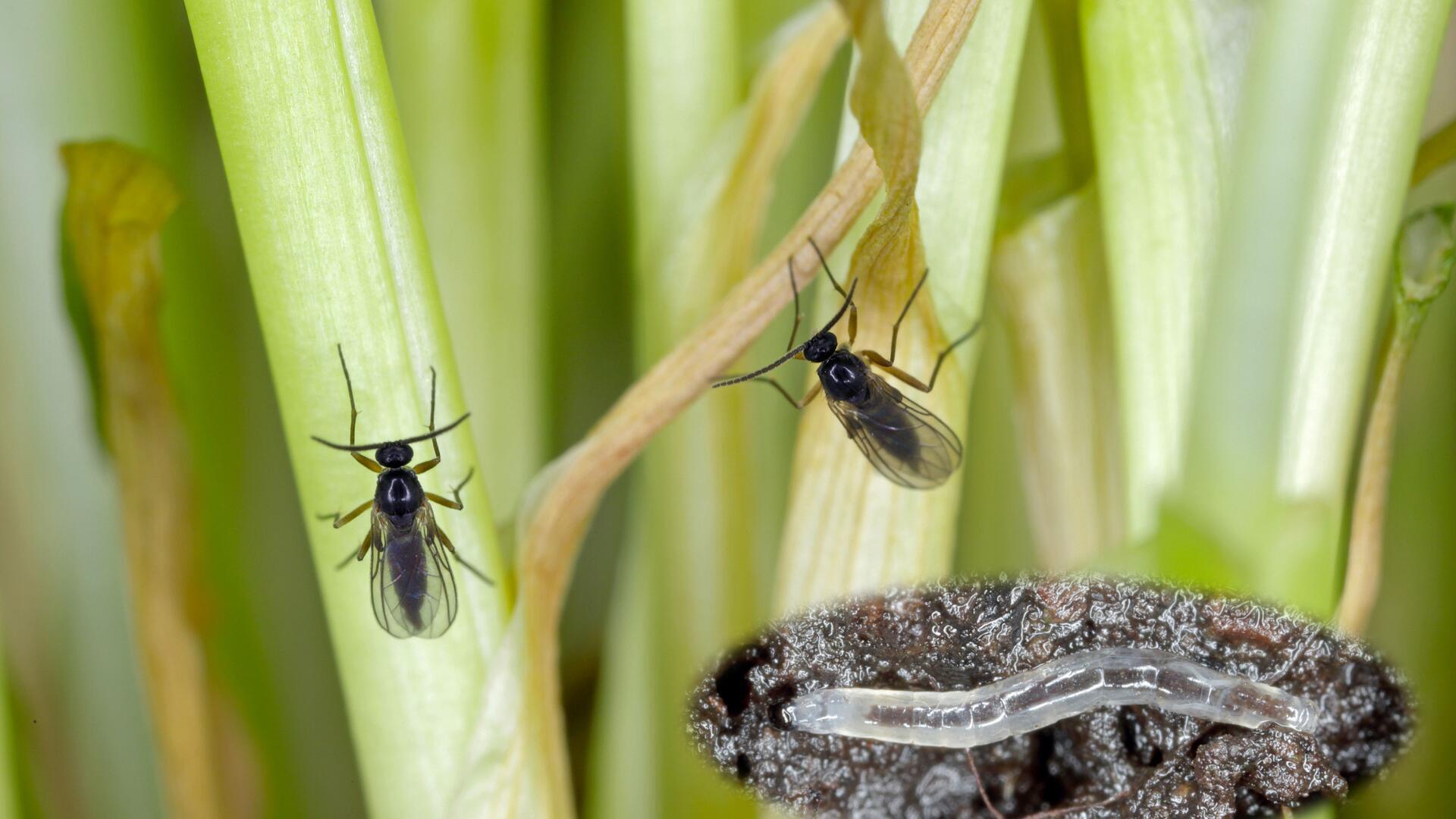 Fliegen in Blumenerde: So schützen Sie Ihre Pflanzen vor Trauermücken