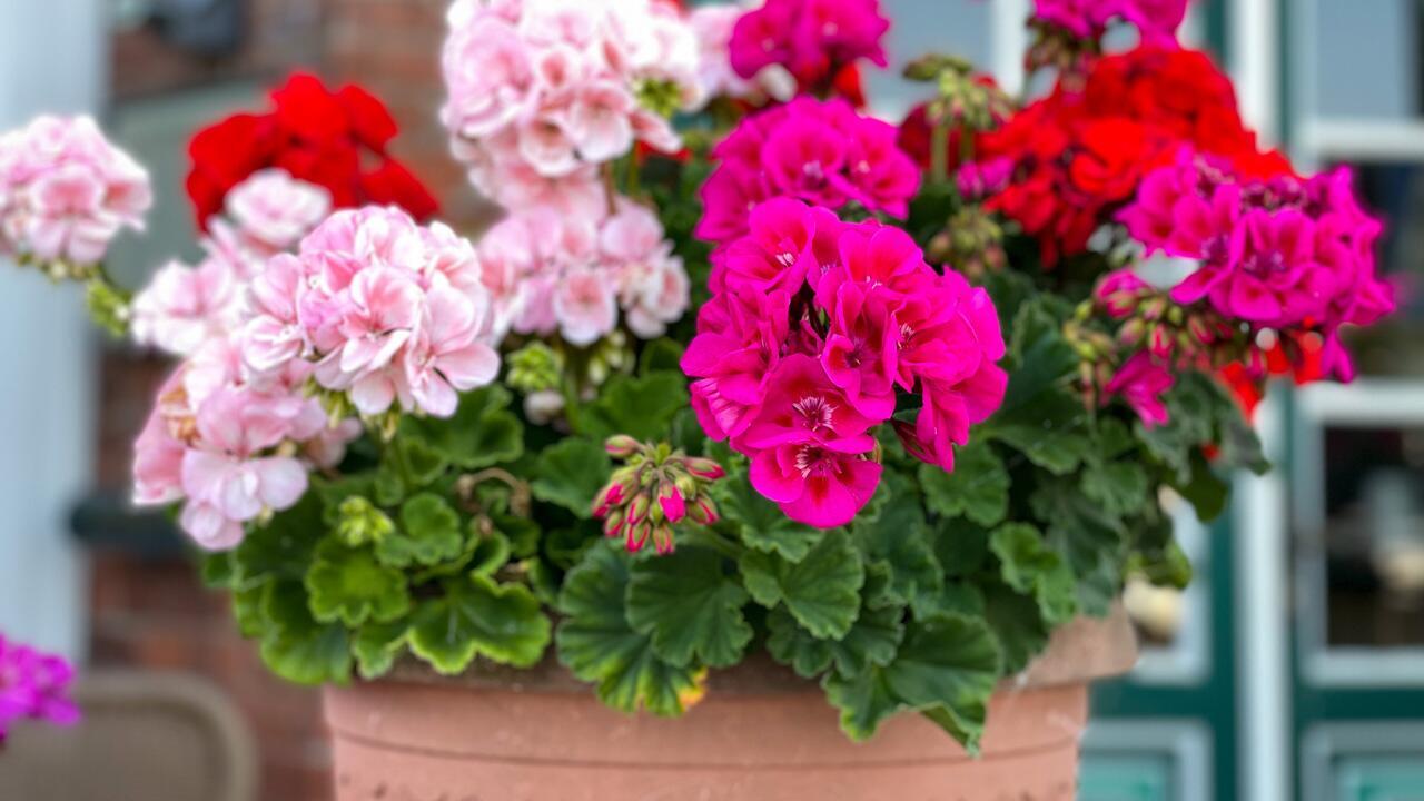 Beliebte Balkonpflanzen: Warum Geranien keine gute Idee für Balkon und Garten sind