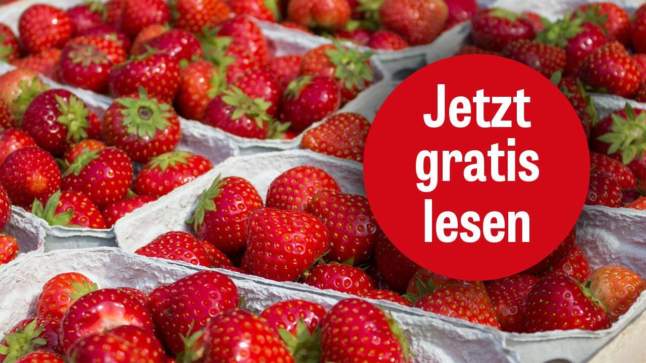 Früherdbeeren im Test: Oft mit Pestiziden belastet und schlecht fürs Klima