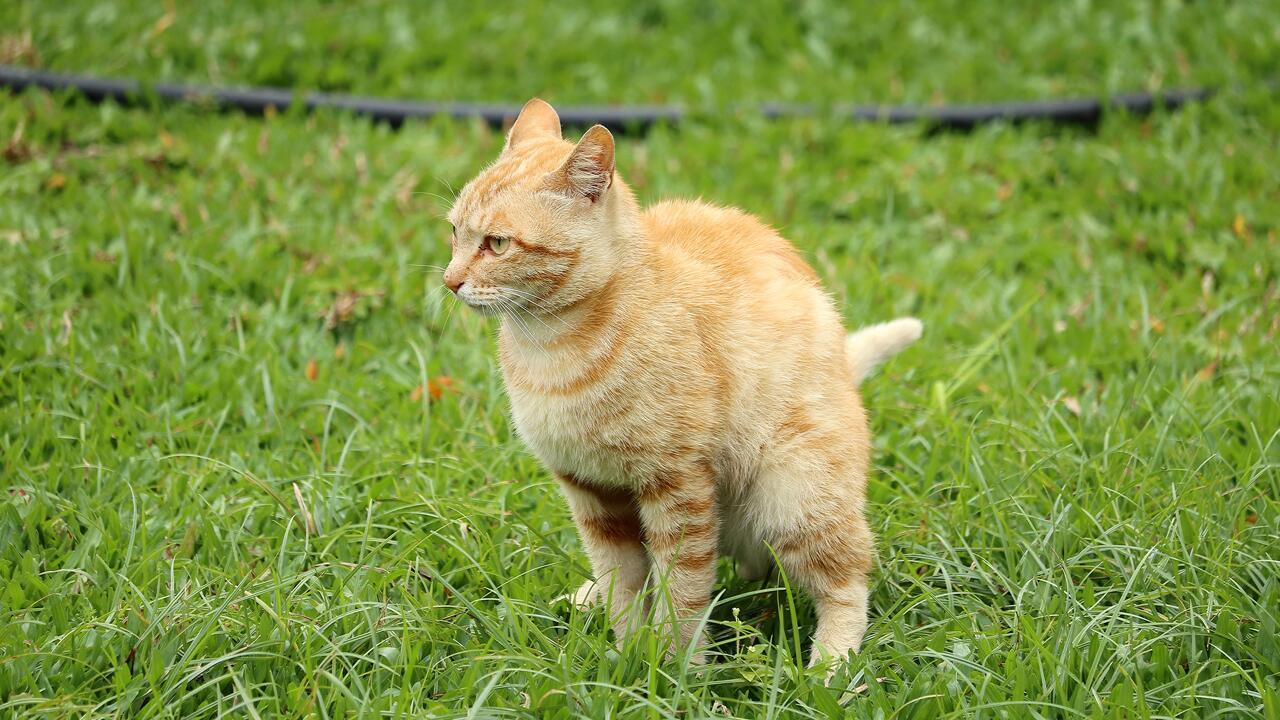 Katzen vertreiben: 6 tierfreundliche Tipps, die gegen Katzen im Garten helfen