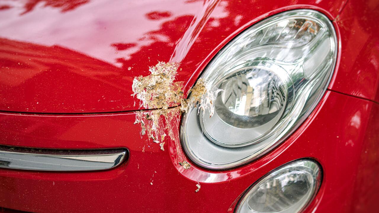 Vogelkot entfernen: Tipps für Kleidung, Auto und andere Oberflächen