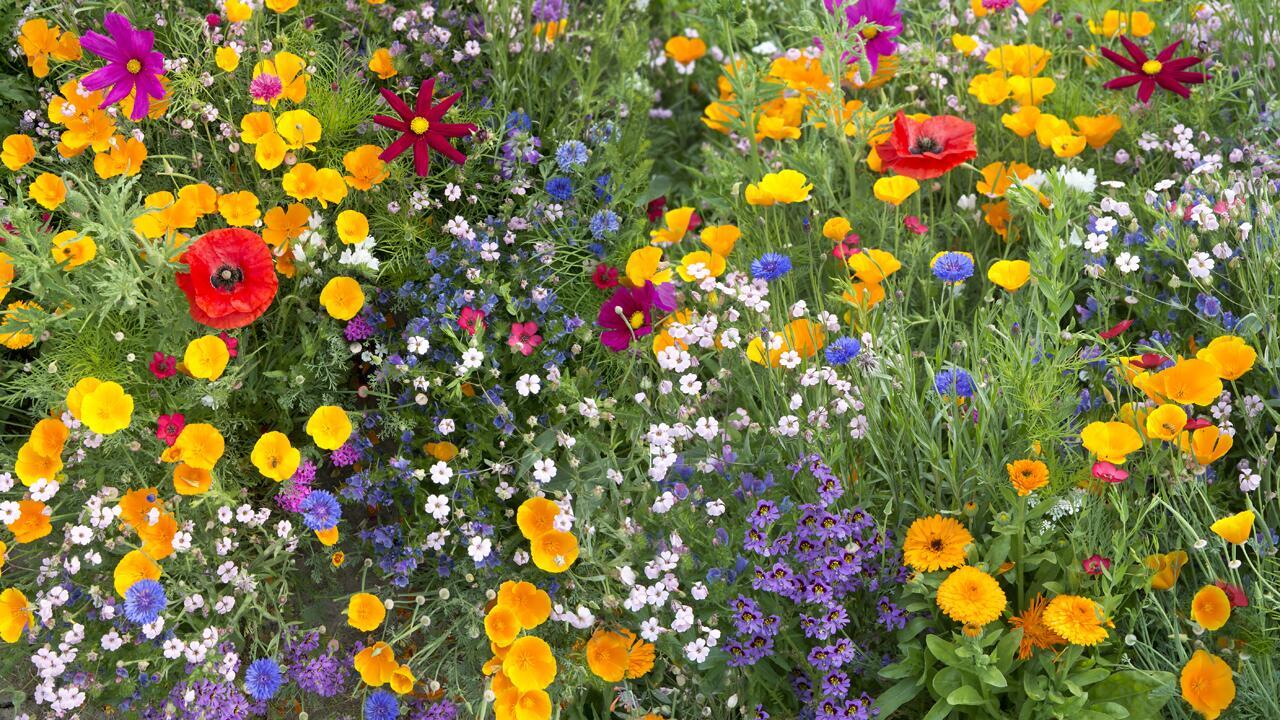 Blumenwiese anlegen: So klappt es im eigenen Garten