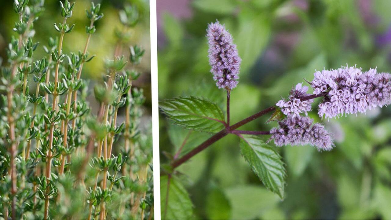 6 Garten-Kräuter, die uns schmecken – aber auch den Bienen!