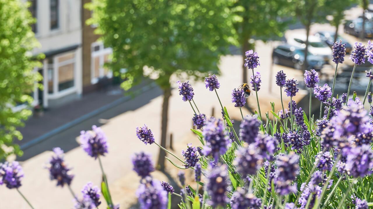 Pflanztipps für den Balkon: Bienen lieben diese 10 Pflanzen