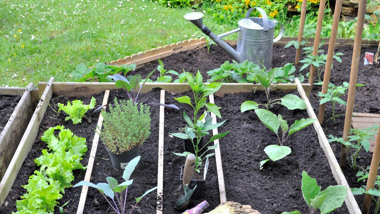 Aussaat im Juni: Diese Gemüsesorten und Blumen kann man jetzt säen