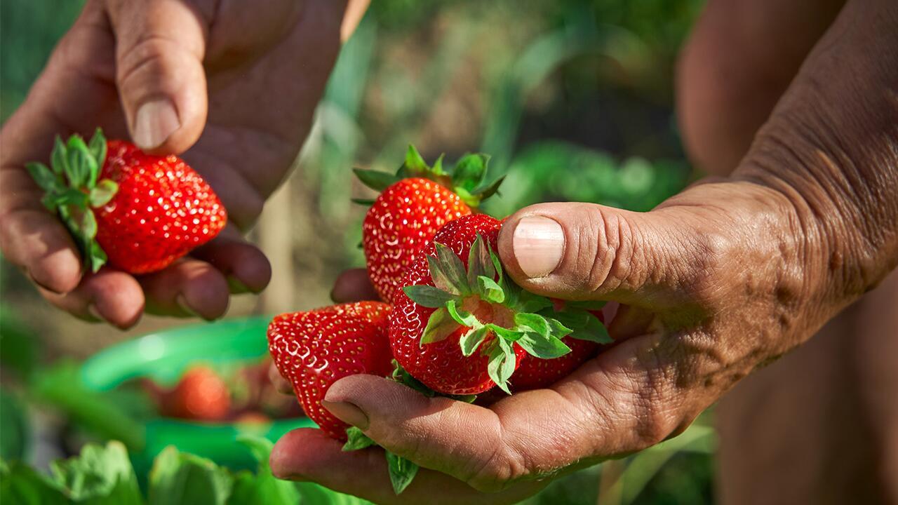 Erdbeeren im Test: Oft mit Pestiziden belastet – und schlecht fürs Klima