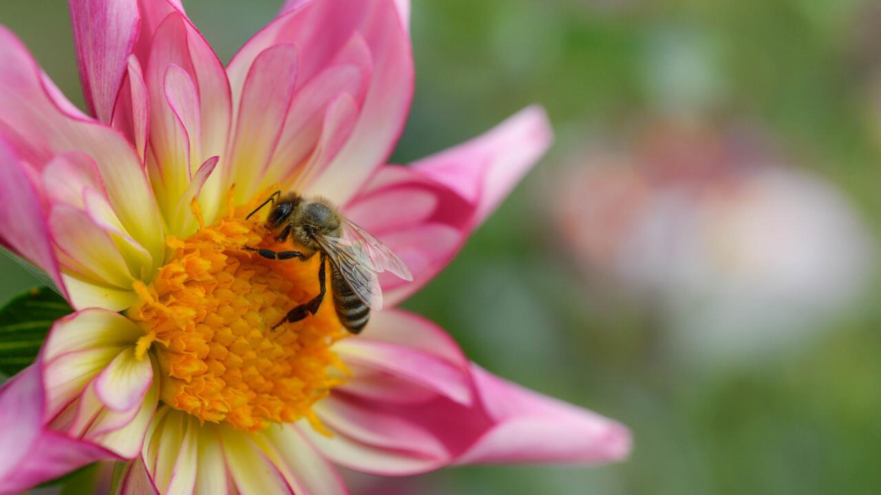 Dahlien im Frühling vorziehen: Tipps & Tricks