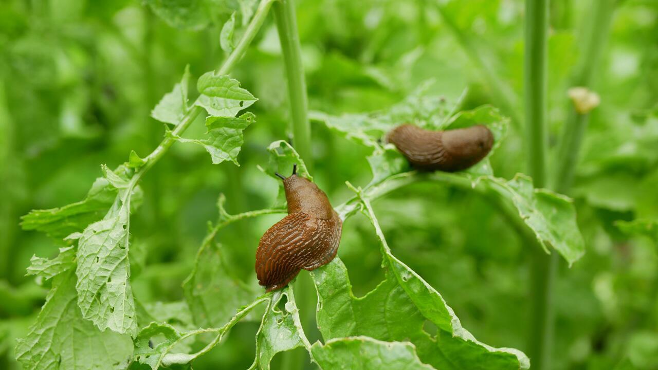 Falsche Schnecke getötet? Hohe Bußgelder drohen