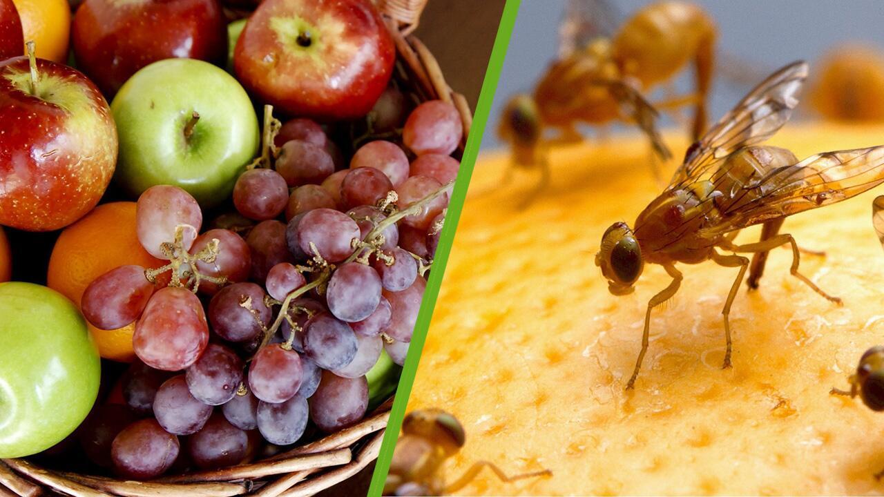 Fruchtfliegen loswerden: Fruchtfliegenfalle selber machen und weitere Tipps gegen Obstfliegen