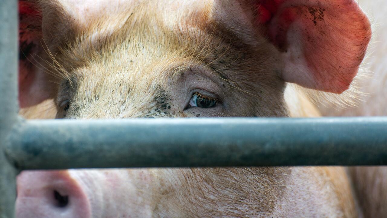ÖKO-TEST meint: "Das staatliche Tierwohl-Label führt in die Irre"