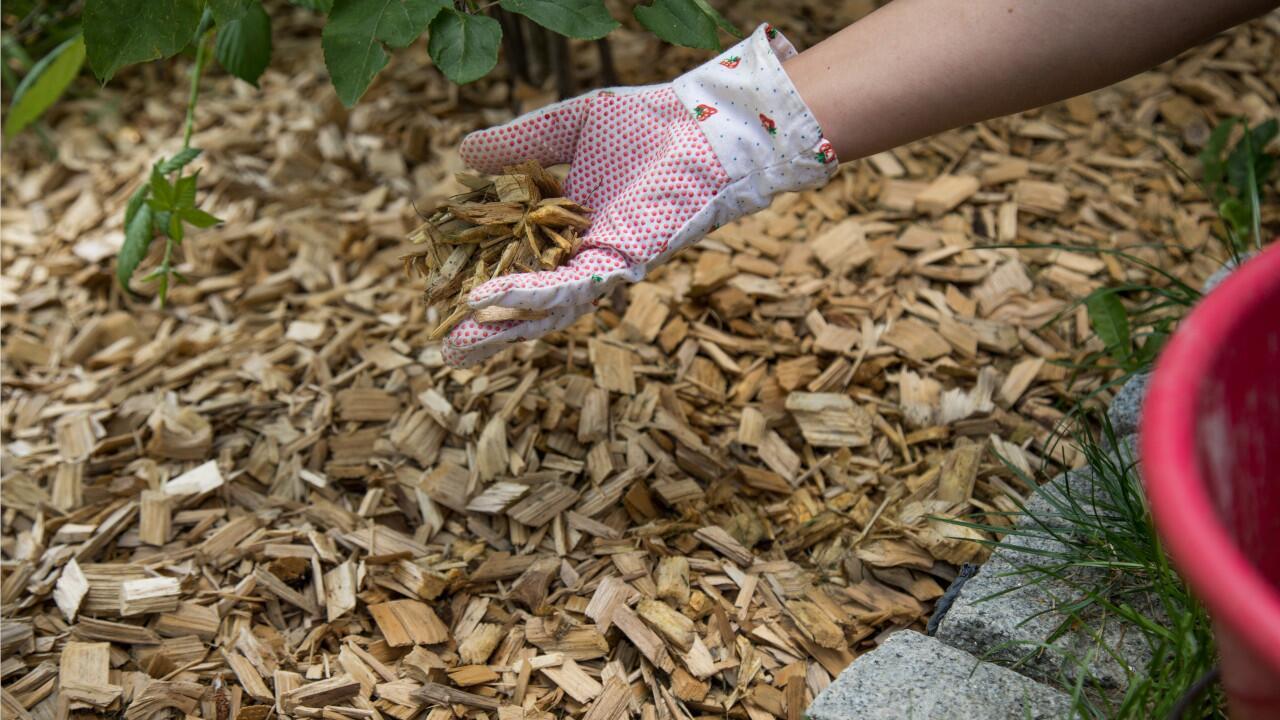 Garten mulchen: Warum das sinnvoll ist