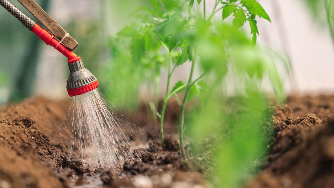 Wasser sparen im Garten: 12 Tipps gegen die Dürre