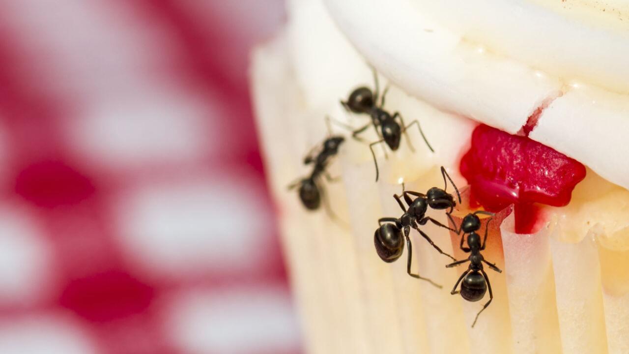 Ameisen in Haus: So vertreiben Sie die Tiere – ohne Chemie