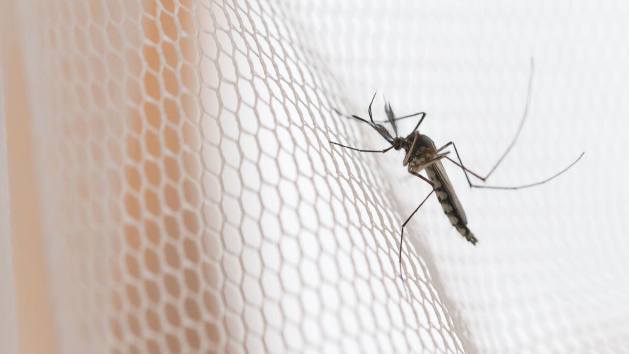 Mücken vertreiben: Tipps, um Stechmücken loszuwerden