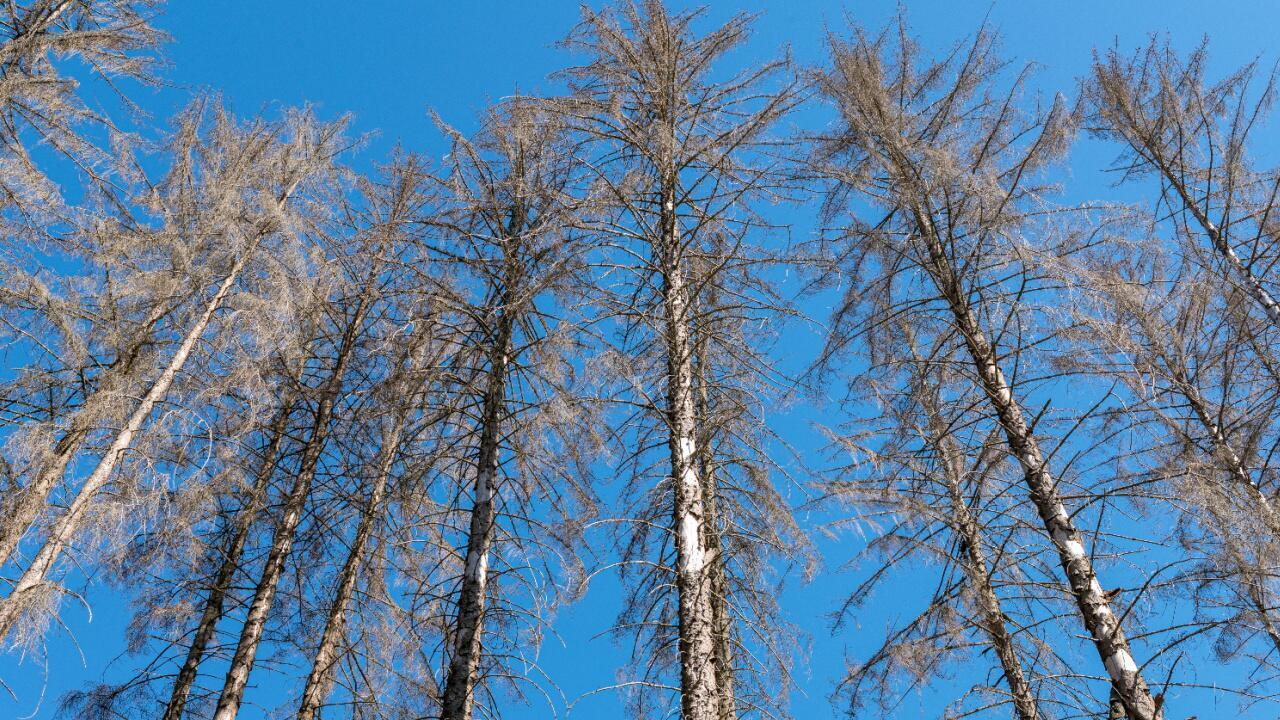 "Da ist nicht mehr viel" – Trockenheit und Schädlinge belasten Wälder