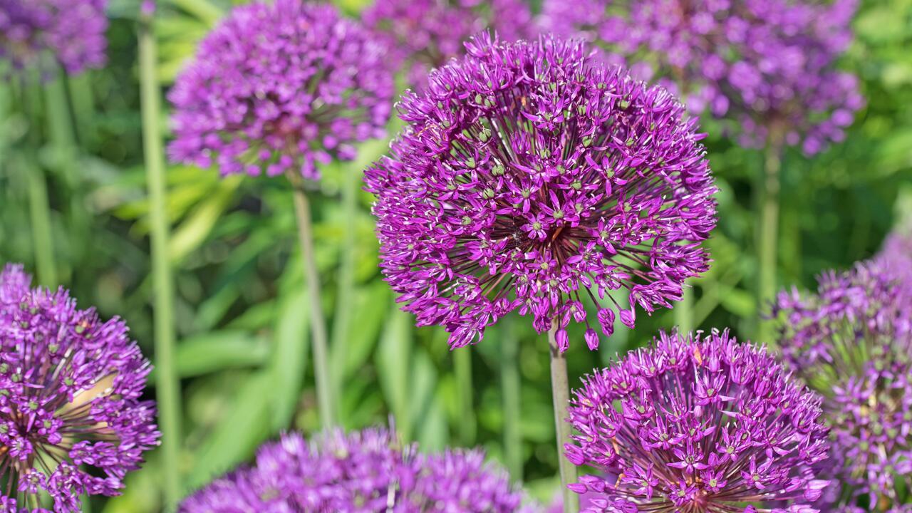 Zierlauch nach der Blüte: Wie pflege ich Allium jetzt richtig?