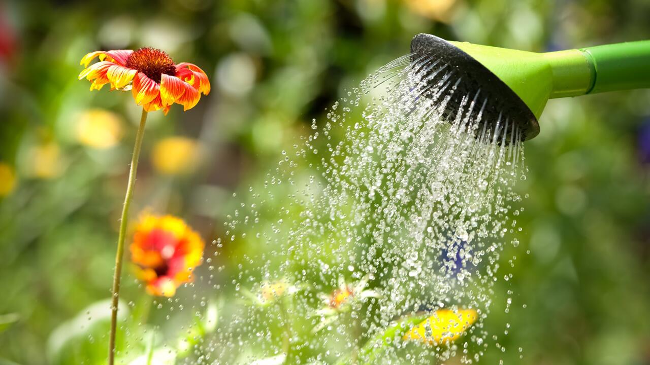 Pflanzen gießen: Wann Regenwasser, wann Leitungswasser?