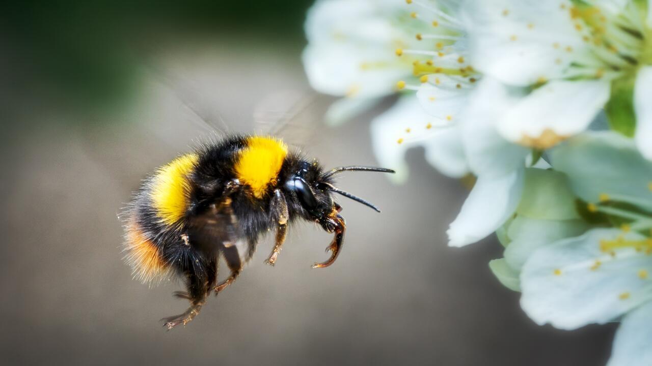 Hummeln: Wie man den Wildbienen helfen kann