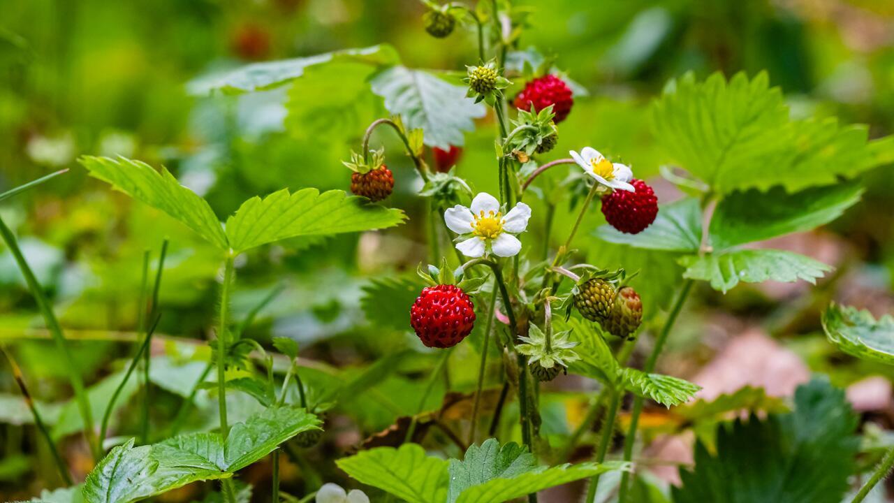 Bärlauch, Walderdbeeren, Pilze: Wie gefährlich ist der Fuchsbandwurm wirklich