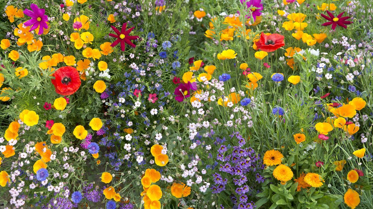 Blumenwiese anlegen im eigenen Garten: Unsere Tipps