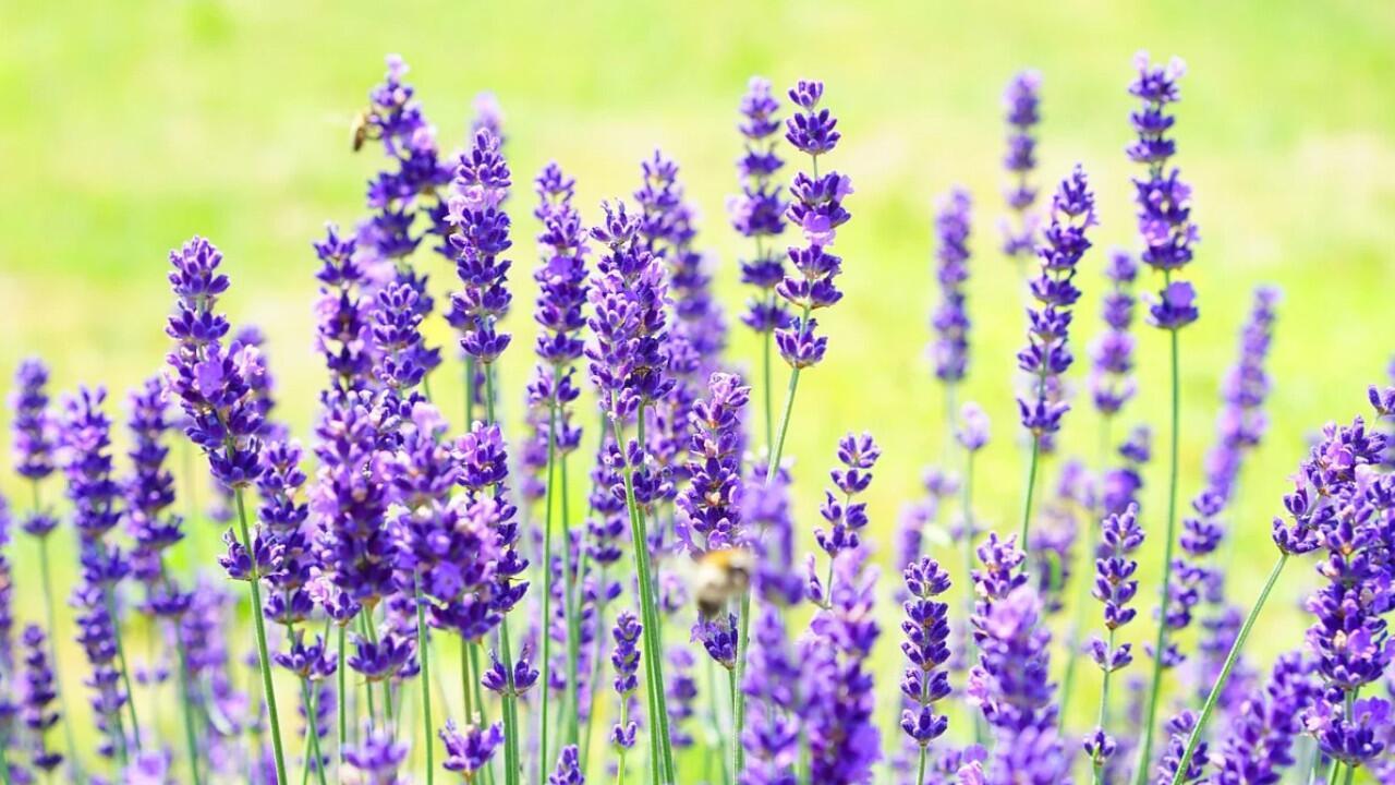 Lavendel schneiden: Wie die Pflanze lange blüht und nicht verholzt