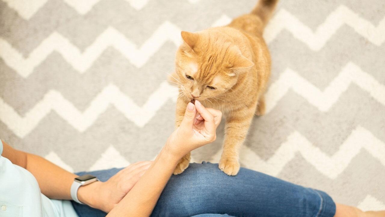 Schokolade, Schinken, Käse? Was Katzen fressen dürfen – und was nicht