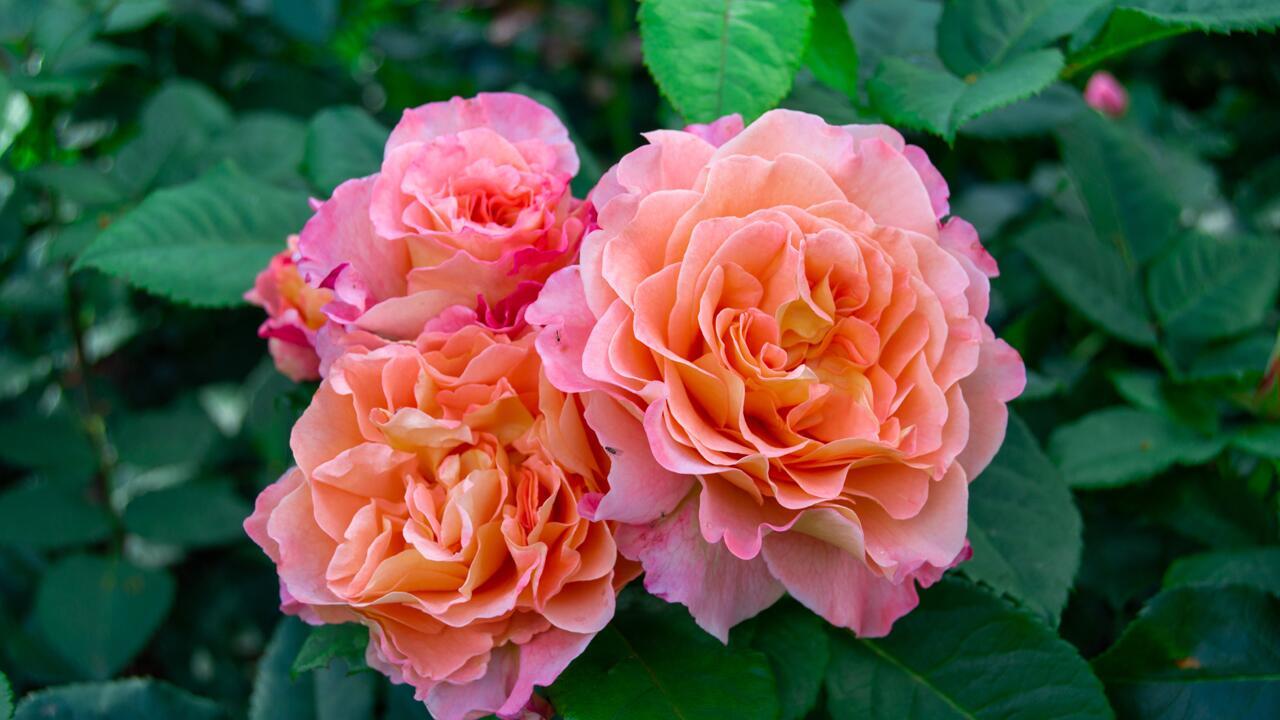 Insektenfreundlicher Garten: Manche Rosen sind schön, aber nutzlos