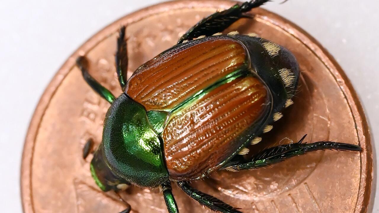 Japankäfer: Warum Sie einen Fund der invasiven Käferart melden sollten