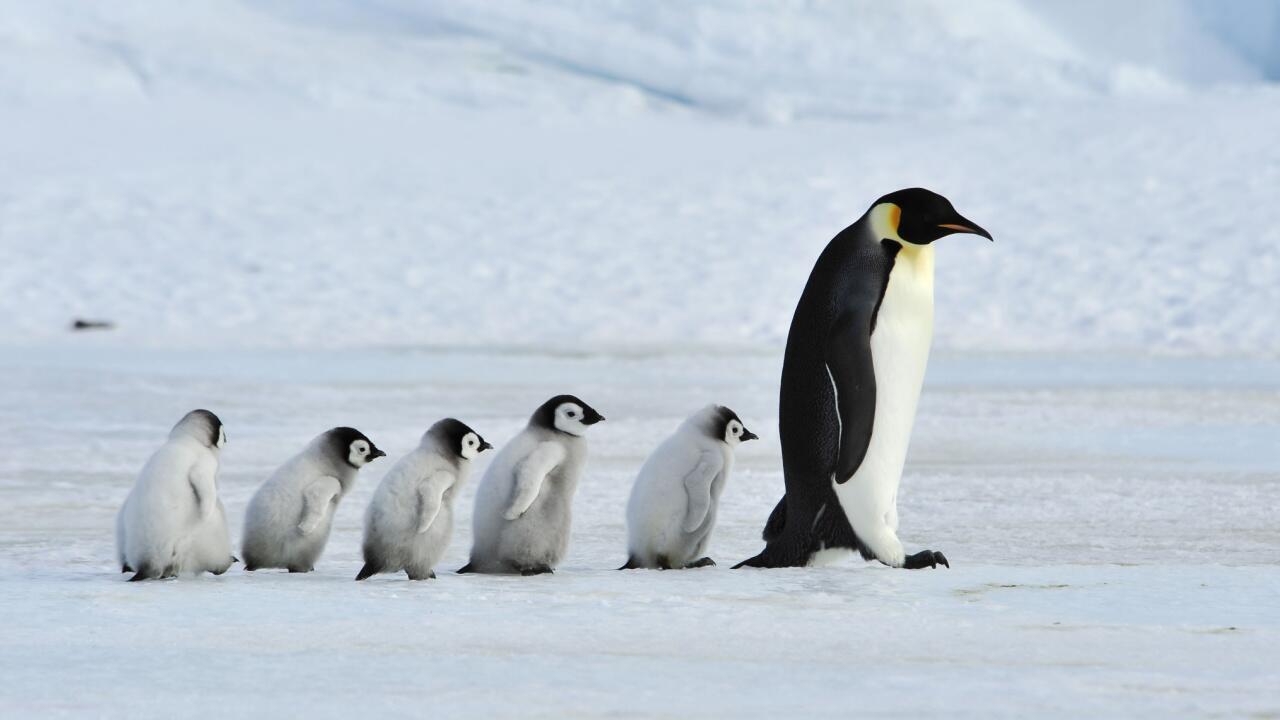 Eisschwund hat katastrophale Folgen für Kaiserpinguine