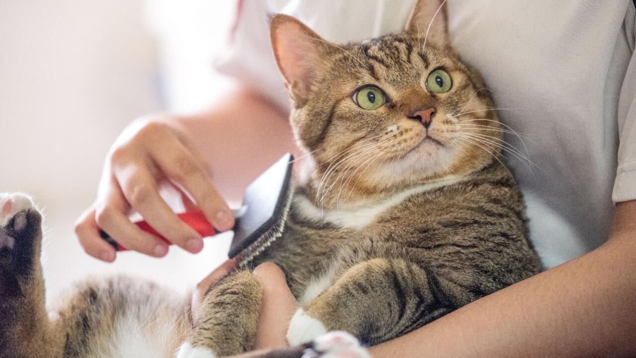 Gute Katzenhaltung: Tipps von Auslauf über Grünfutter bis Zahnstein