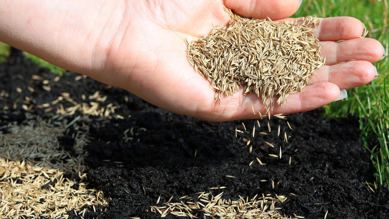 Rasen säen im Herbst: Warum Sie nicht am falschen Ende sparen sollten