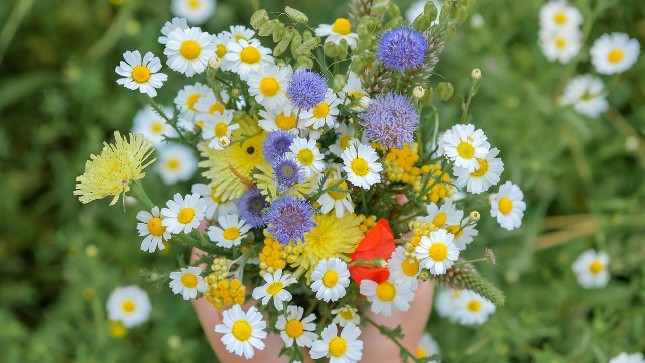 Blumen pflücken: Wann es verboten ist