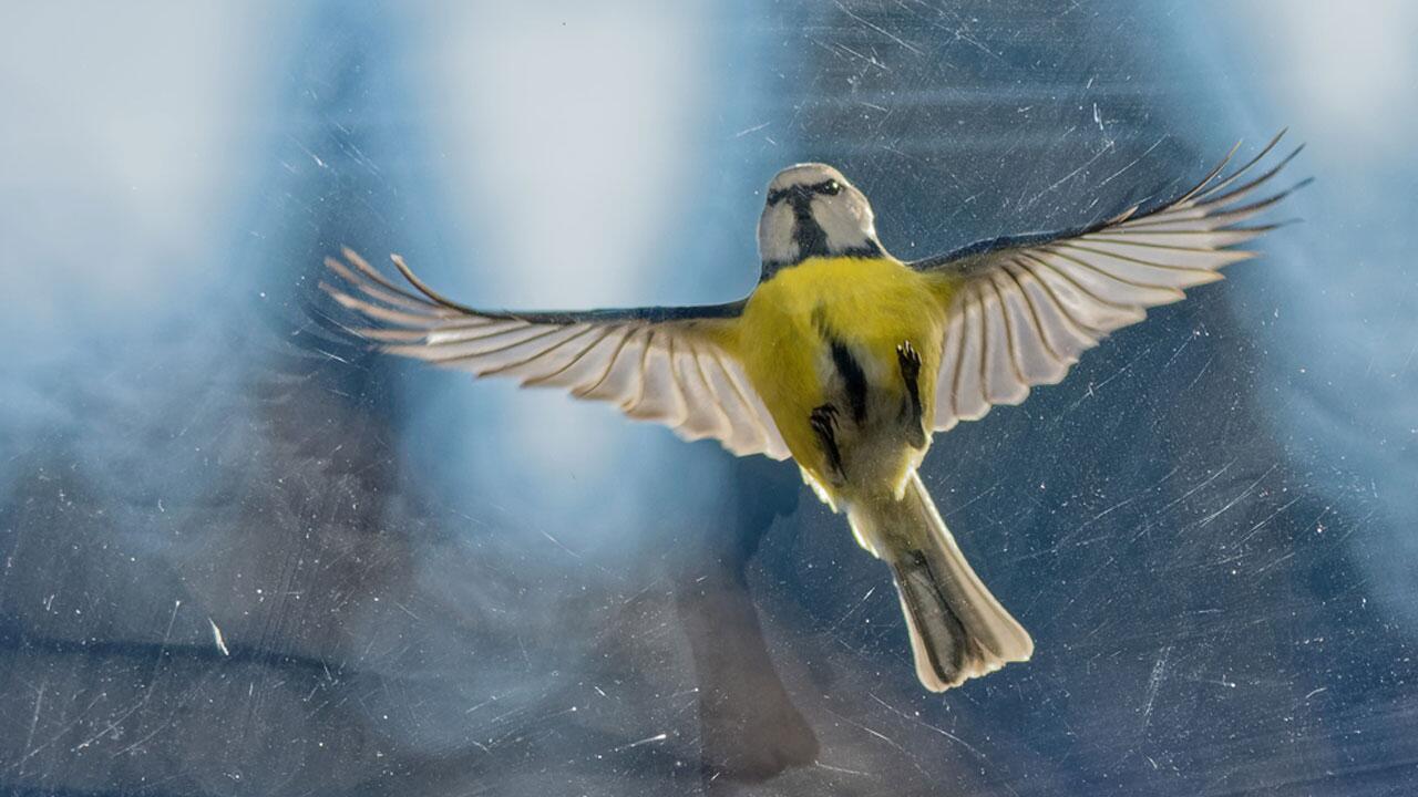 Vogel gegen Fenster geflogen: So helfen Sie dem Tier am besten