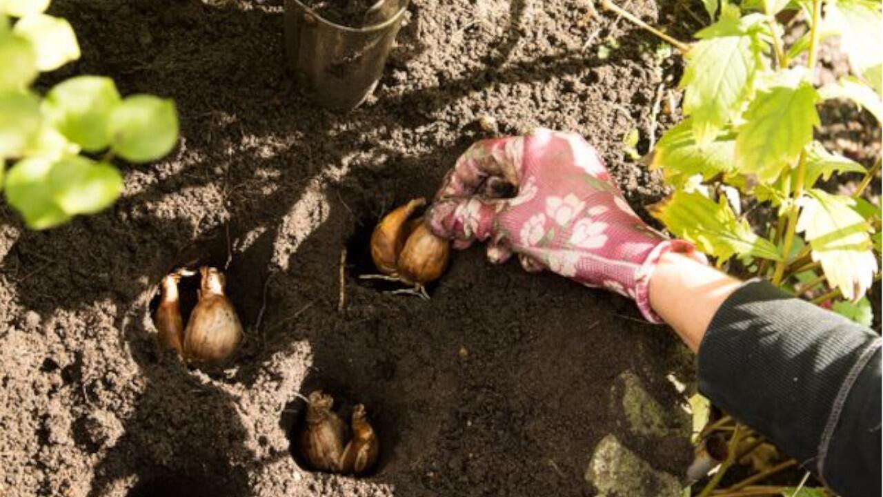 Frühlingsblumen: Welche Blumenzwiebeln man jetzt pflanzen sollte