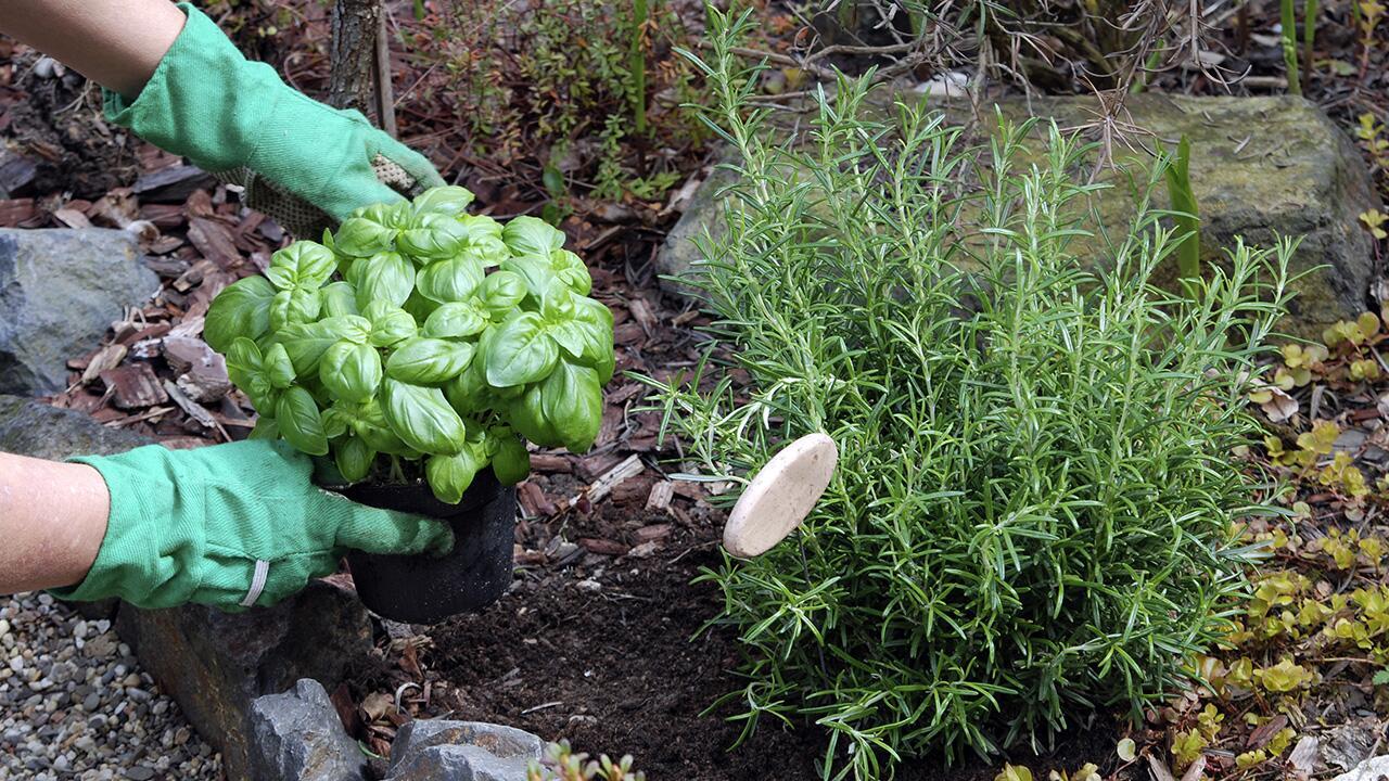 Kräuter anpflanzen: So wird Ihr Kräutergarten zum Erfolg