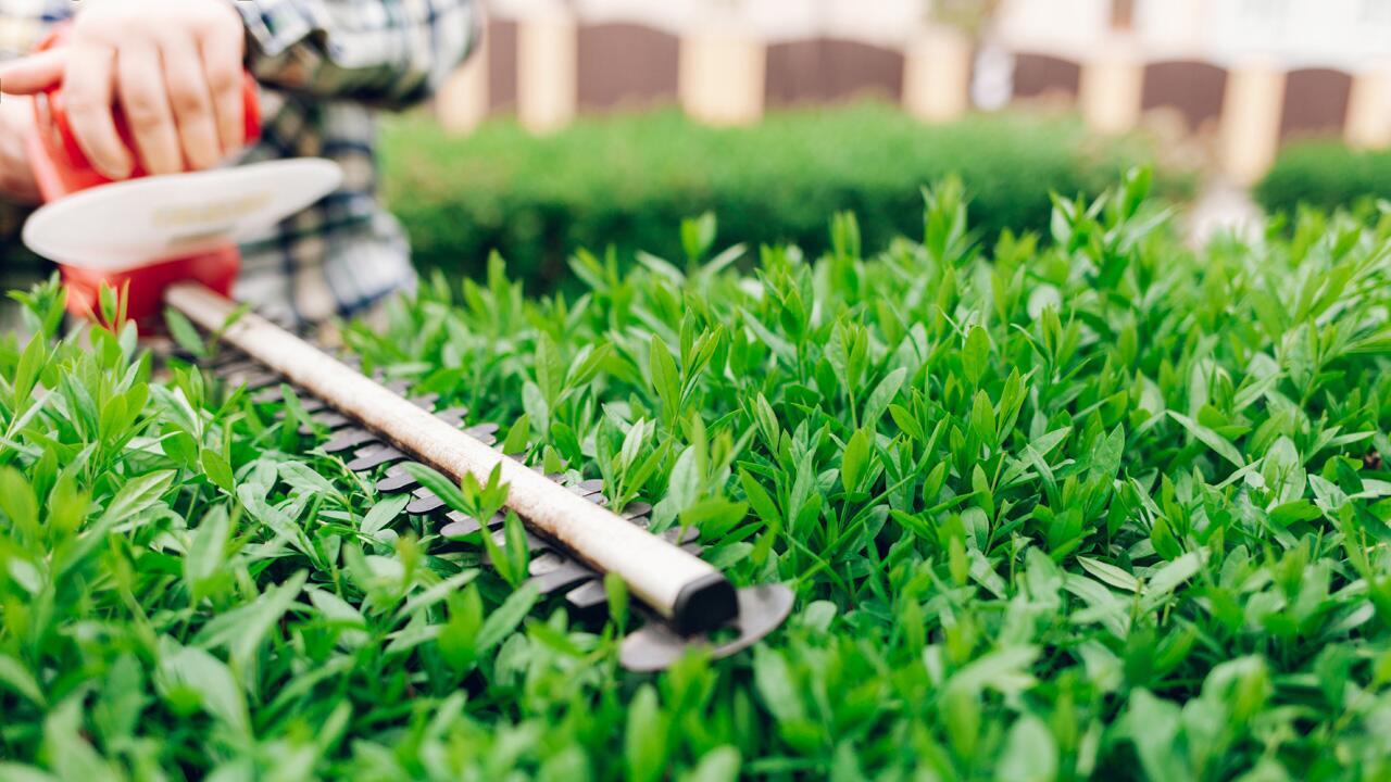 Garten im Oktober: Warum Sie jetzt Ihre Hecke schneiden sollten