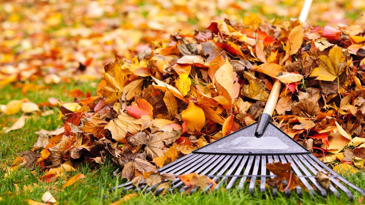 Ab Oktober: Soll ich Laub aus dem Garten entsorgen oder kann ich es verwenden?