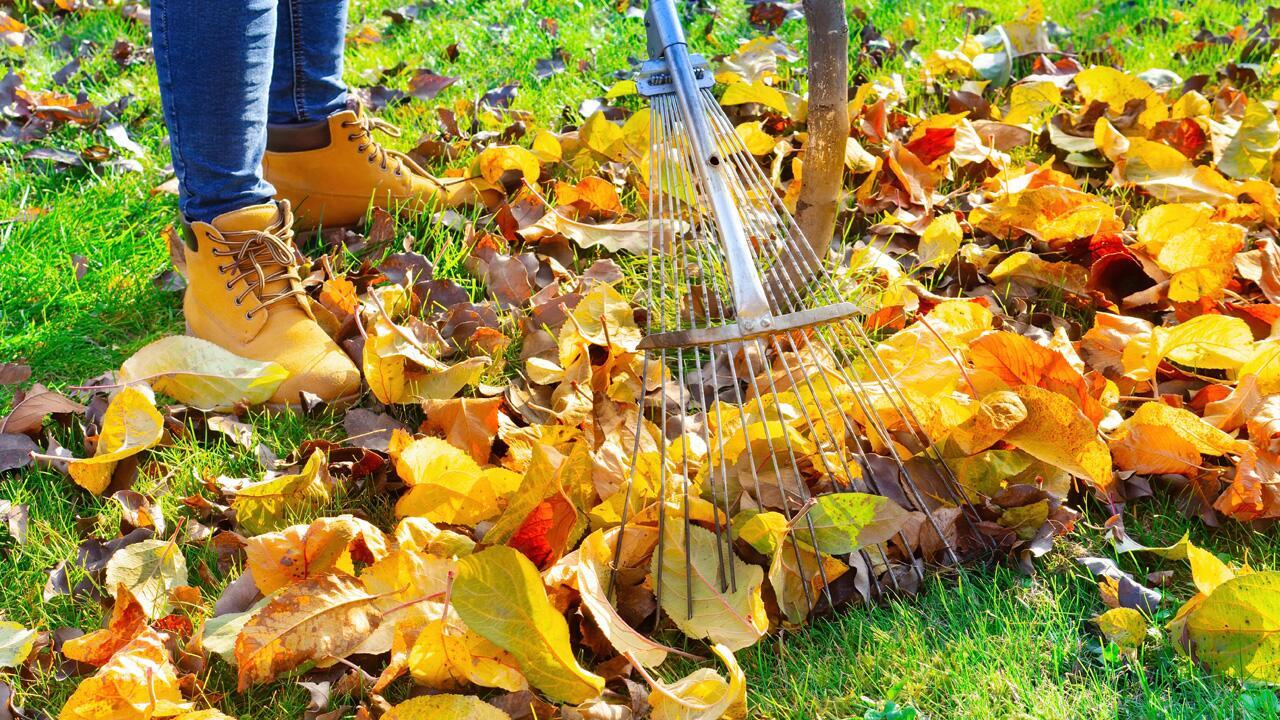 Herbstlaub nicht wegwerfen: 5 Ideen, um das Laub sinnvoll zu nutzen