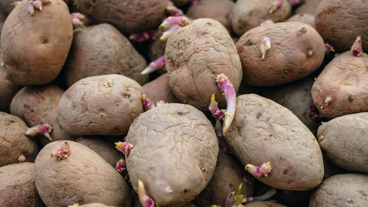 Keimende Kartoffeln: Kann man die Kartoffeln noch essen?