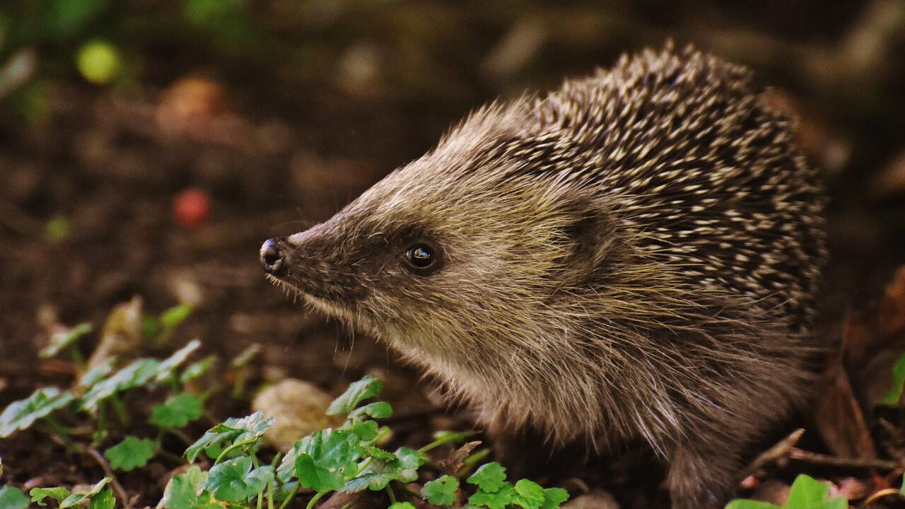 Igelhaus bauen: So legen Sie ein Winterquartier für Igel an