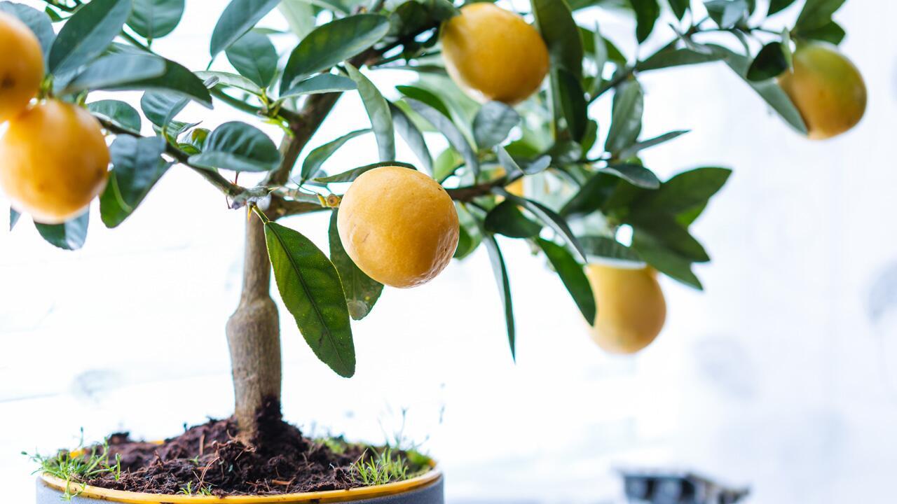 Zitronenbaum überwintern: So kommt die Zitruspflanze gut durch den Winter