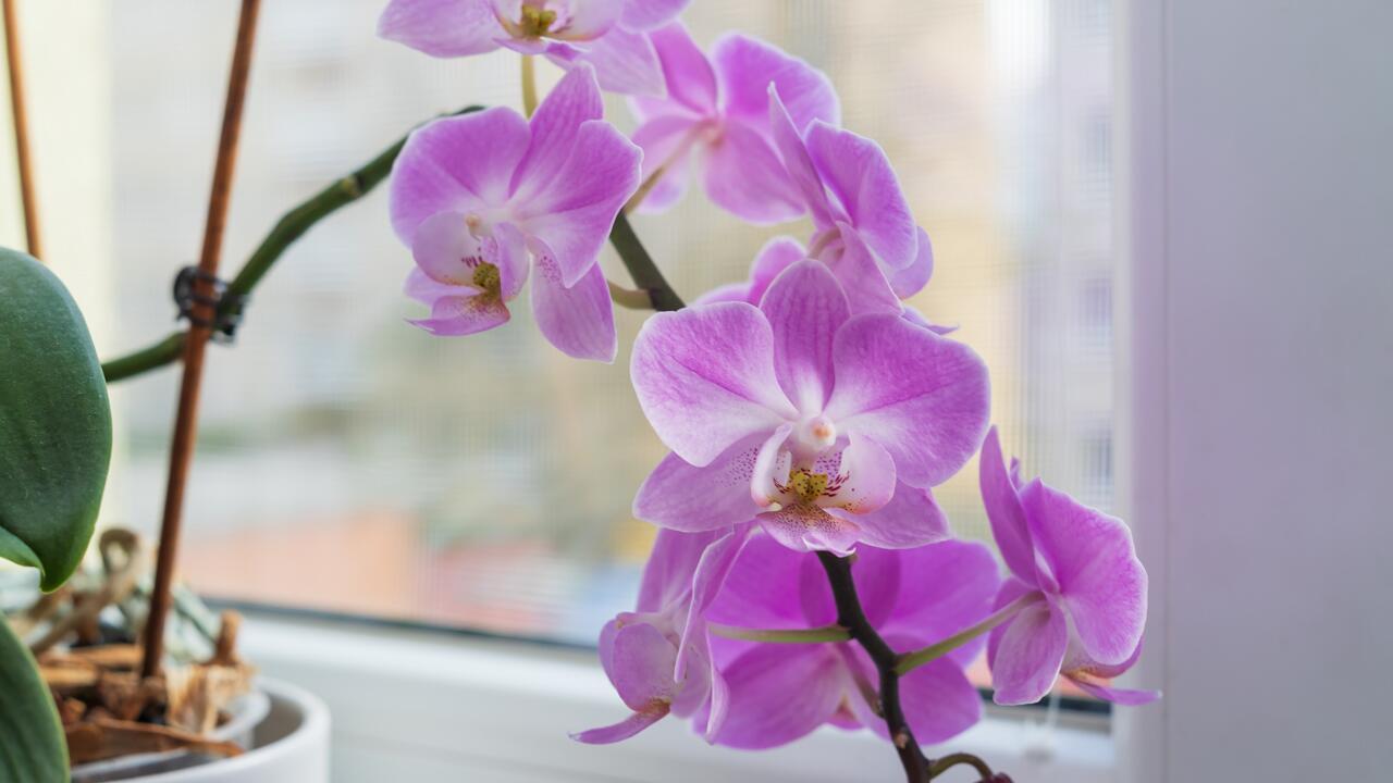 Nicht auf die Fensterbank: Diese Pflanzen vertragen keine Heizungsluft